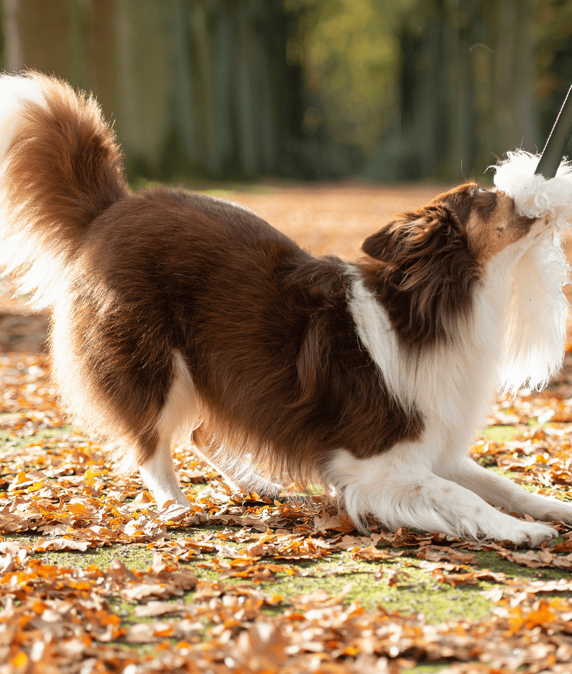 EDUCANINE 12