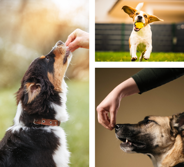 EDUCANINE 5