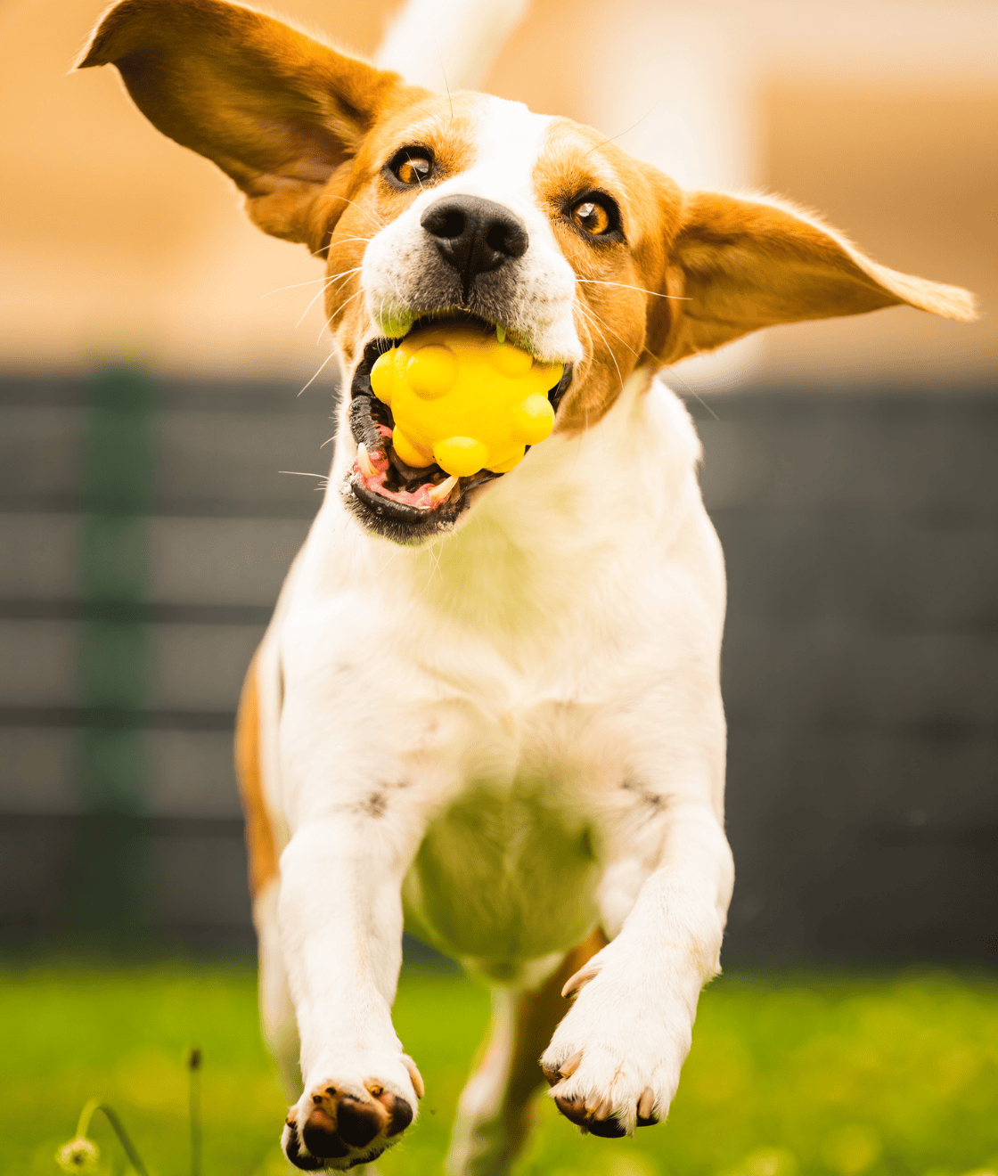 EDUCANINE 9